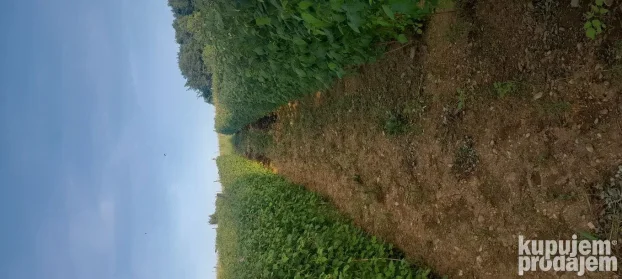 Sadnice maline vilamet