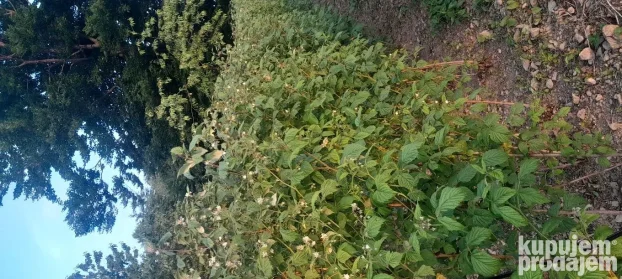 Sadnice maline vilamet