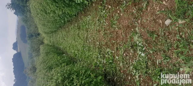 Sadnice maline vilamet