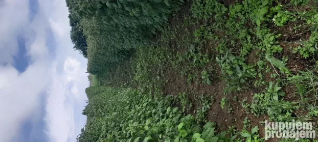 Sadnice maline vilamet