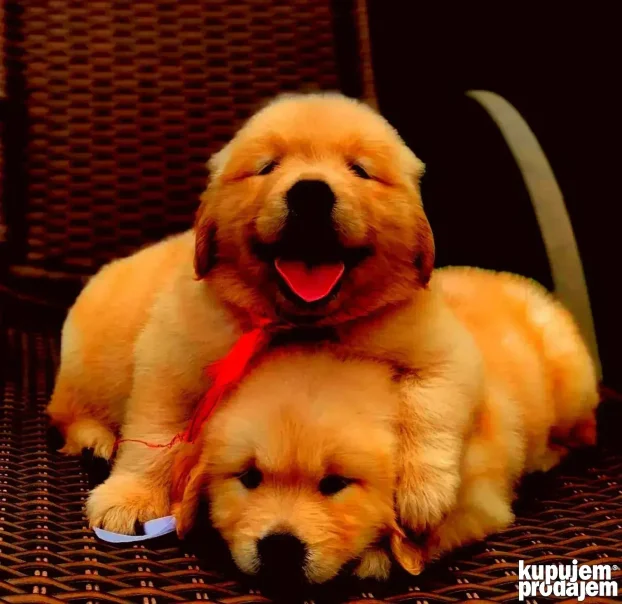 Zlatni retriver preuzimanje početak marta može rezervacija