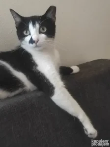 Mara damica sa kućnim manirima