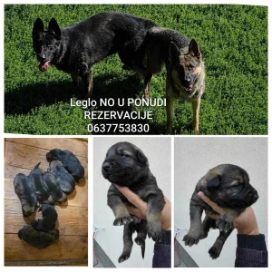 Nemacki ovcar radni-usluzni oglas