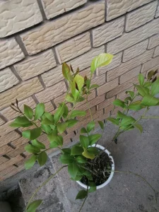 Sadnica limuna