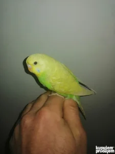 Rucno hranjene tigrice