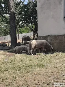 Prodajem ovce za klanje
