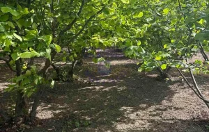 Sremska Mitrovica, Veliki Radinci, 222 ar