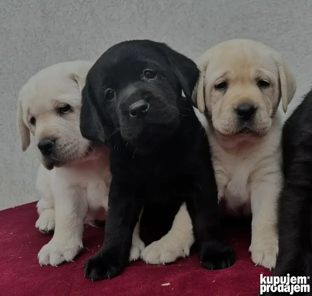Vrhunski štenci labradora
