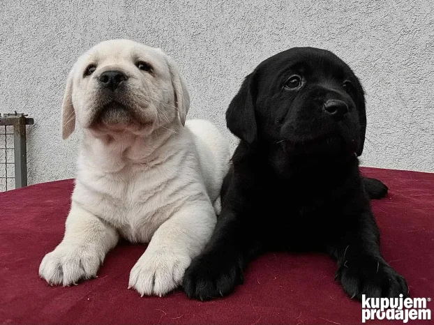 Vrhunski štenci labradora