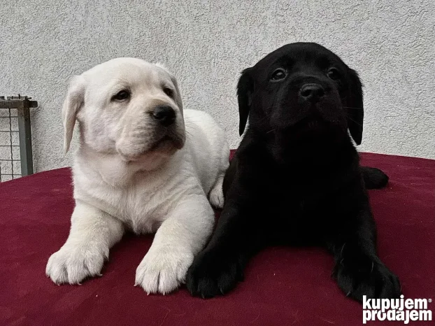 Vrhunski štenci labradora