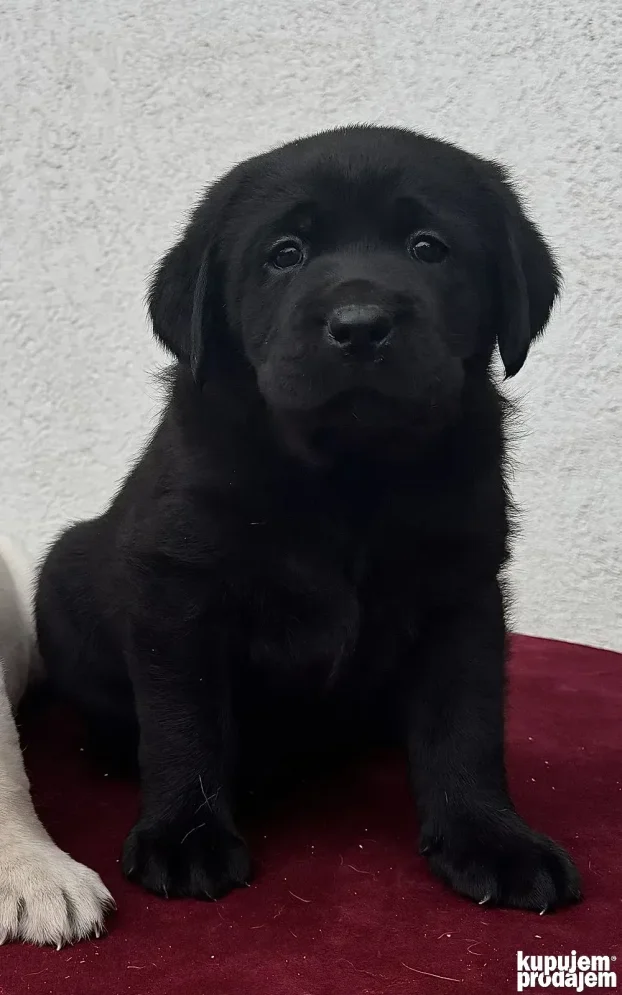 Vrhunski štenci labradora