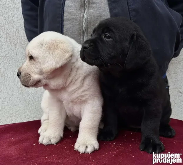 Vrhunski štenci labradora