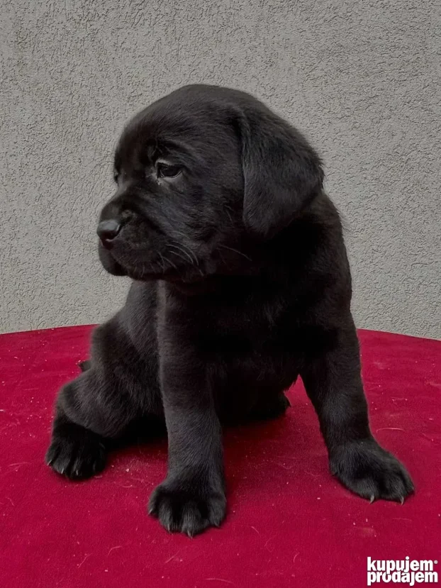 Vrhunski štenci labradora