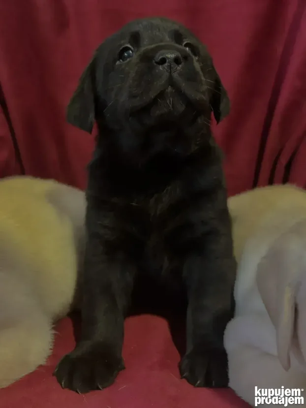 Vrhunski štenci labradora