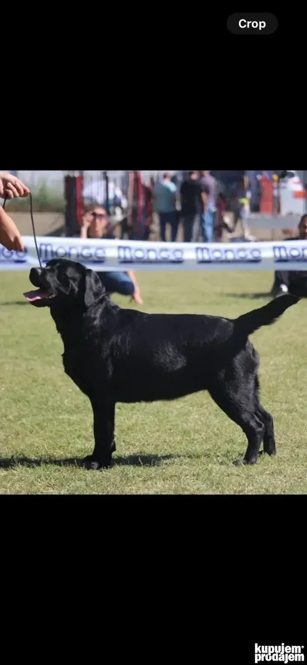 Vrhunski štenci labradora