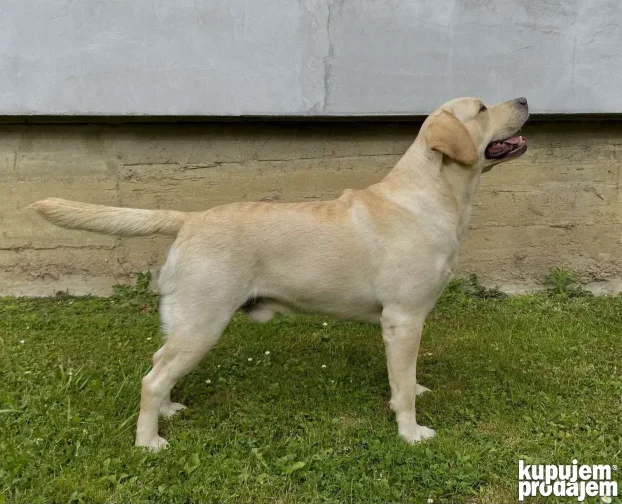 Vrhunski štenci labradora