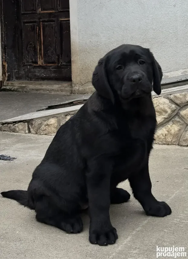 Vrhunski štenci labradora