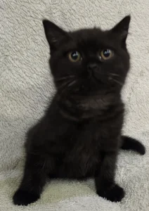 Britanski kratkodlaki macici