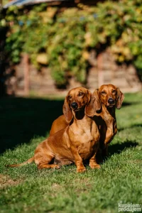 Dostupno jedno vrhunsko stene