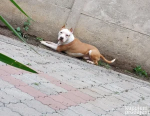 Americki staford terijer