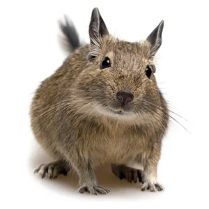 Degu veverice