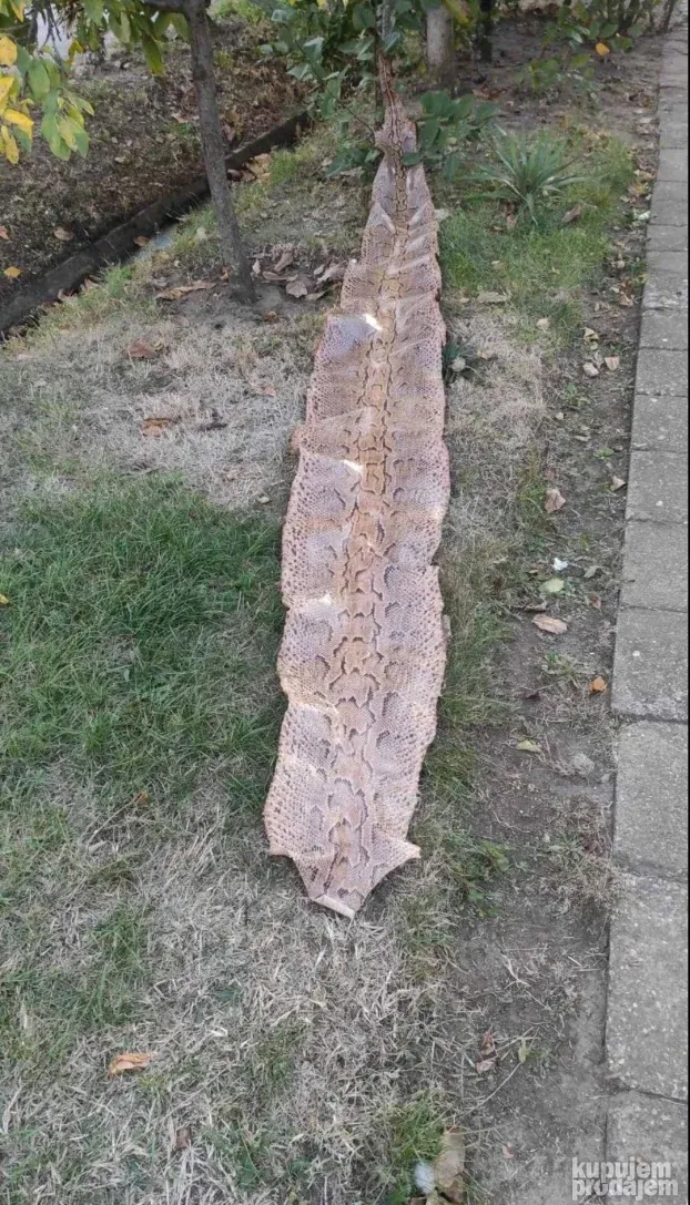 Piton koza duzina 3,90