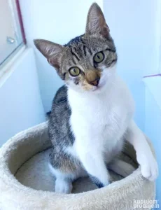 Mace Ozi ce ulepsati zivot i vama, i vasem ljubimcu