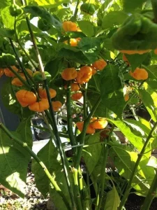 Germinated seeds, Orange scotch bonnets