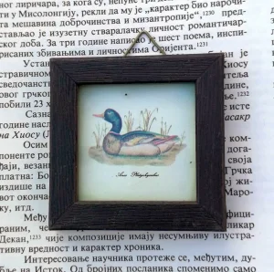 Anas Platyrhynchos miniature