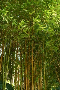 BAMBUS ZLATNI - Phyllostachys aurea