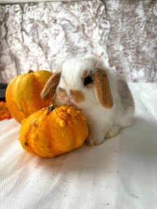 Patuljasti Ovnoliki kunici ( zecevi ) i Lavlja glava, oprema