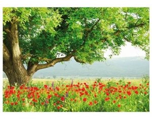 Fototapeta 2,8m x 2m foto tapeta fototapete zidni mural