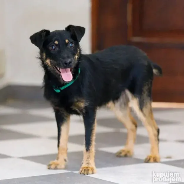 HUGO, slatki mali drugar trazi dom