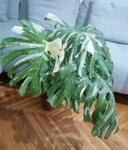 Monstera Thai Constellation