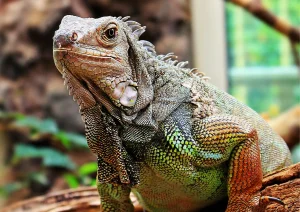 iguana