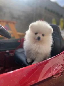 Pomeranski spic zenka bele boje