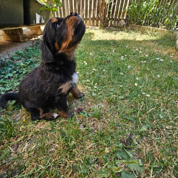 Razigrani štenci patuljastog rasta
