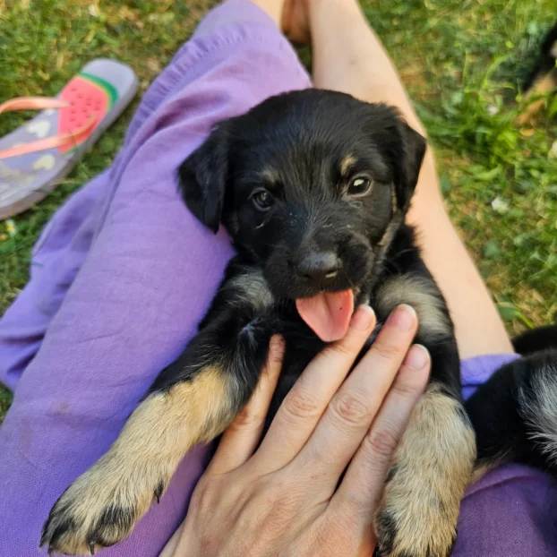 Razigrani štenci patuljastog rasta