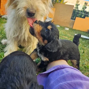 Razigrani štenci patuljastog rasta