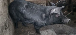 Muzjak moravke