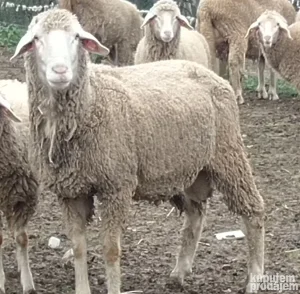 Prodajem ovna Vinterbeg umaticen