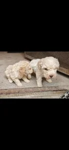 Lagoto Romanjolo - 4 meseca stari