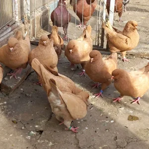 Kingovi matični i ovogodišnji žuti crveni  crni