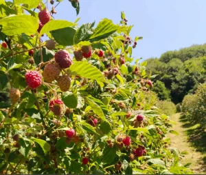 Potrebni radnici za branje maline u okolini Arilja