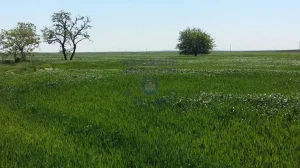 Poljoprivredno zemljište, 7.1ha. Žabalj.