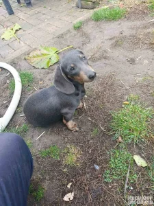 Zenkica jazavicara blue tan