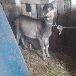 jarići na prodaju
