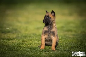 Stenci belgijskog ovcar Malinoa