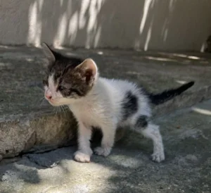 Poklanjamo malo mače staro dva meseca