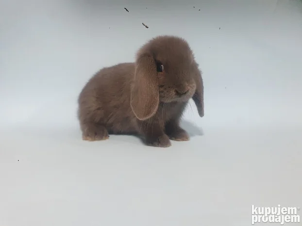 Patuljasti Ovnoliki Kunici